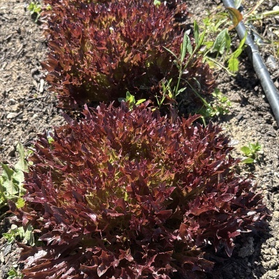 Alface&#x20;Roxa&#x20;Frisada&#x20;uni