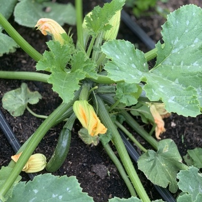 Courgette&#x20;uni