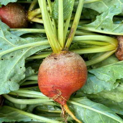 Beterraba&#x20;Amarela&#x20;uni