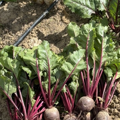 Beterraba&#x20;Vermelha&#x20;uni