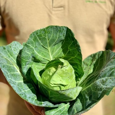 Couve&#x20;Cora&#x00E7;&#x00E3;o&#x20;uni
