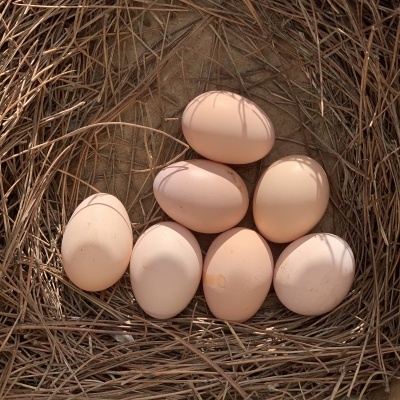 Ovos&#x20;da&#x20;Quinta