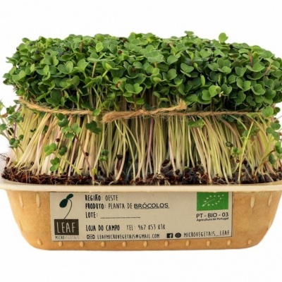 Micro&#x20;Br&#x00F3;colos