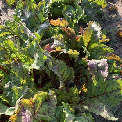 Beterraba&#x20;Vermelha&#x20;uni