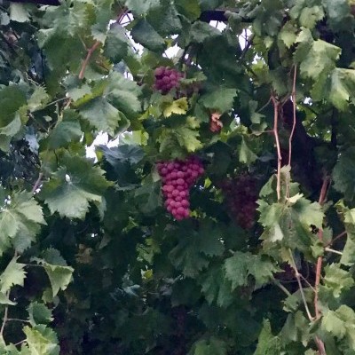 Caixa de Uvas Caixa de Uvas