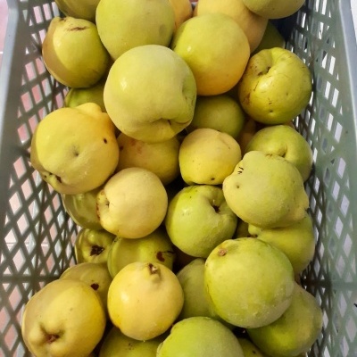 Caixa de Marmelos Caixa de Marmelos