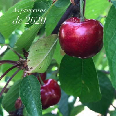 Caixa de Cerejas (2 Kg) - as primeiras!