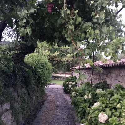 Caixa de Uvas Caixa de Uvas