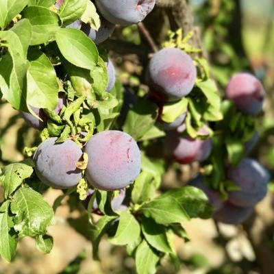 Caixa de Ameixas - 2 Kg - 24h