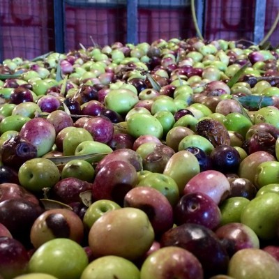 Azeite Virgem Extra - 5L