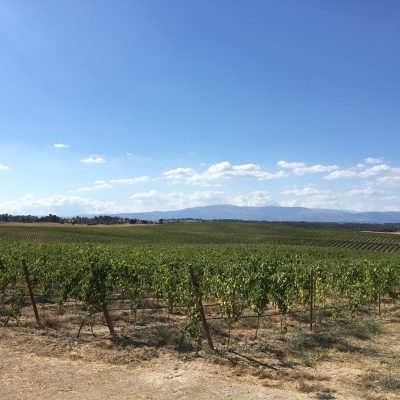 Alto da Lousa (Tinto) - Quinta dos Termos