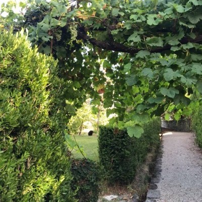 Caixa de Uvas Caixa de Uvas