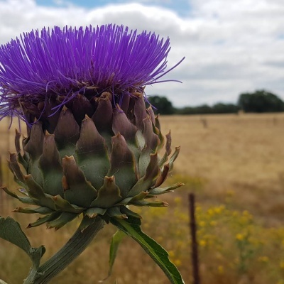 Queijo de Mistura (Ovelha e Cabra) "à Cabreira" Queijo de Mistura (Ovelha e Cabra) "à Cabreira"