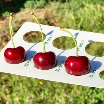 Compota de Cereja e Pêssego do Fundão - Pack 6 Compota de Cereja e Pêssego do Fundão - Pack 6