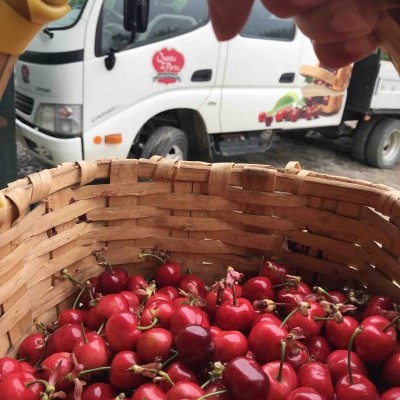 Caixa de Cerejas (2 Kg) - as primeiras!