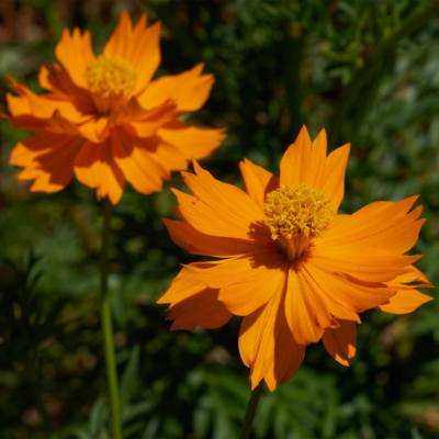 Cosmos laranja BIO (Sementes Vivas)