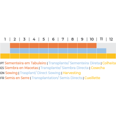 Coentros BIO (Sementes Vivas)