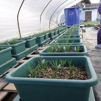 Jardineiras verdes com plantas e flores violetas dentro de estufa de plástico