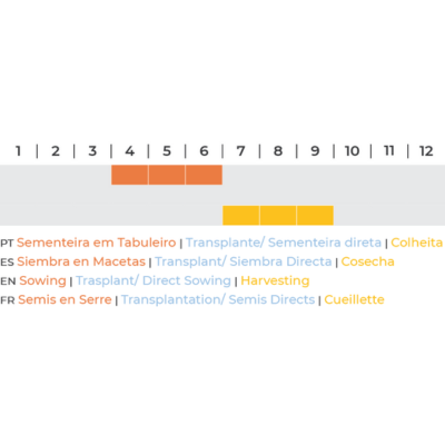 Milho Doce Golden Bantam BIO (Sementes Vivas)