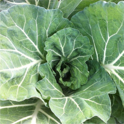 Couve Tronchuda BIO (Sementes Vivas)