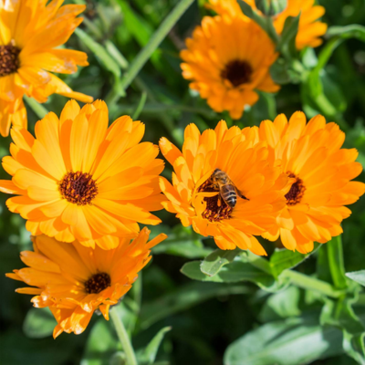 Calêndula BIO (Sementes Vivas)