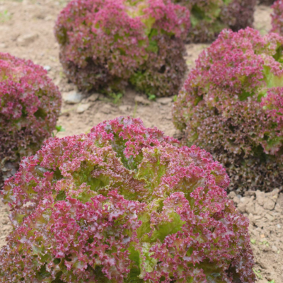 Alface Lollo Rossa BIO (Sementes Vivas)
