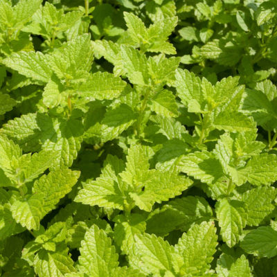 Erva-Cidreira BIO (Sementes Vivas)