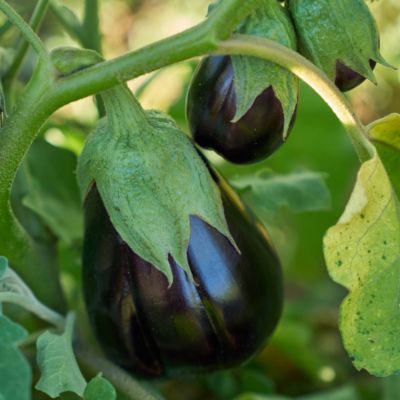 Beringela Black Beauty BIO (Sementes Vivas)