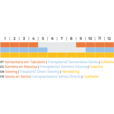 Alface Lollo Rossa BIO (Sementes Vivas)