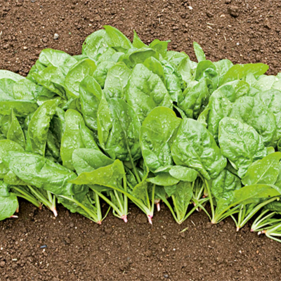 Espinafre Butterflay BIO (Sementes Vivas)