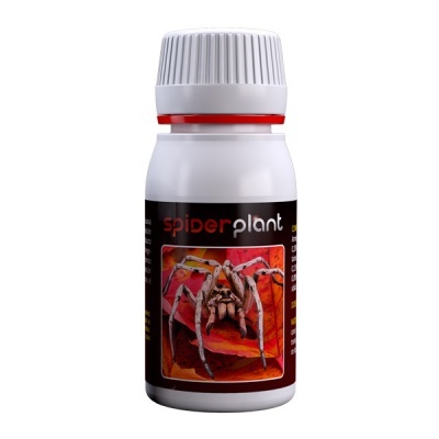 Spider Plant 60ml