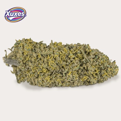 Flor de cannabis seca verde e amarela com textura resinada e logótipo Xuxes