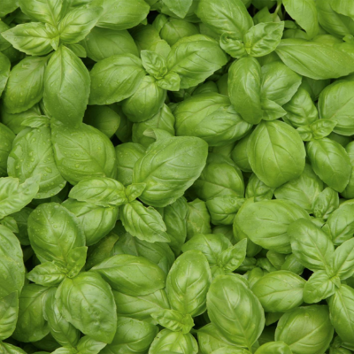 Manjericão Genovês BIO (Sementes Vivas)