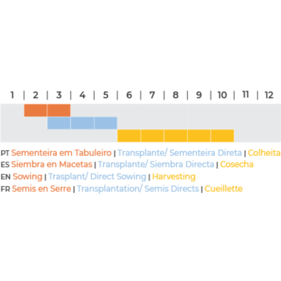 Cravo-Túnico BIO (Sementes Vivas)