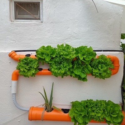 Como cultivar plantas num sistema hidroponico em Casa