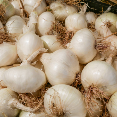 Cebola Branca de Lisboa BIO (Sementes Vivas)