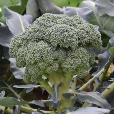 Brócolo Rasmus 2 BIO (Sementes Vivas)