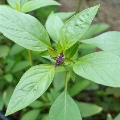 Manjericão Tailandês BIO (Sementes Vivas)