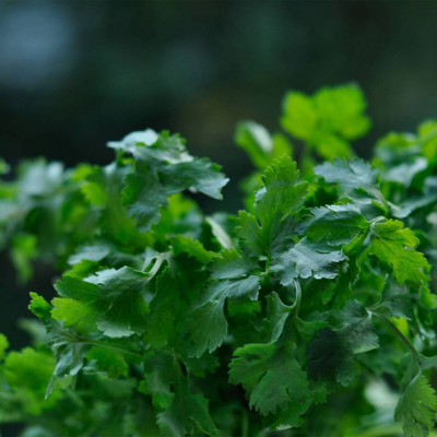 Coentros BIO (Sementes Vivas)