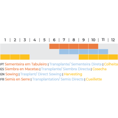 Couve-flor Bola de neve BIO (Sementes Vivas)