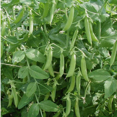 Ervilha para grão kelvedon Wonder BIO (Sementes Vivas)