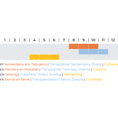 Cebola Branca de Lisboa BIO (Sementes Vivas)
