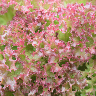 Alface Lollo Rossa BIO (Sementes Vivas)