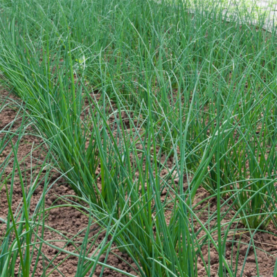 Cebolinho BIO (Sementes Vivas)