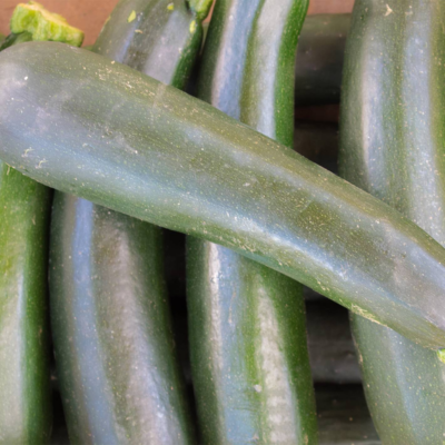 Curgete Black Beauty BIO (Sementes Vivas)