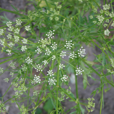 Anis Erva-doce BIO (Sementes Vivas)