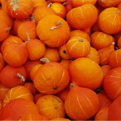 Abóbora Red Kuri BIO (Sementes Vivas)