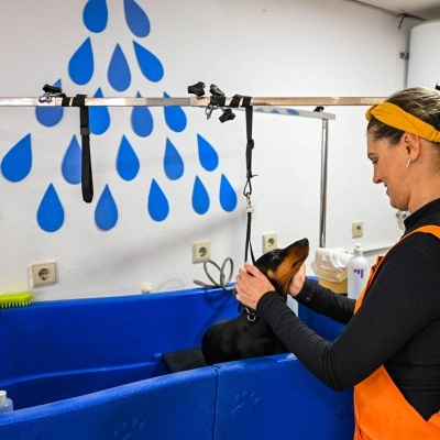 Banhos e tosquias - Dog grooming - Cortes de raça