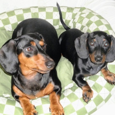 Dois cães Dachshund pretos e castanhos numa almofada verde com padrão xadrez