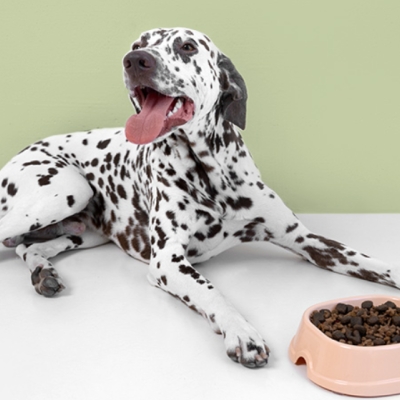 A Importância de Escolher uma Ração de Qualidade para o seu Pet